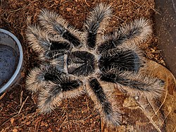 Tliltocatl albopilosus 1.jpg