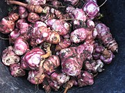 Topinambur (Sunchoke) (auch Helianthus strumosus)