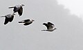 Topknot Pigeons, Julatten, Queensland 3.jpg