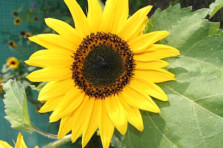 Tập_tin:Tournesol_JPG01.jpg