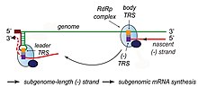 Transcription of nested mRNAs Transcription of nested mRNAs.jpg