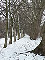 Trees in the snow - geograph.org.uk - 1166269.jpg