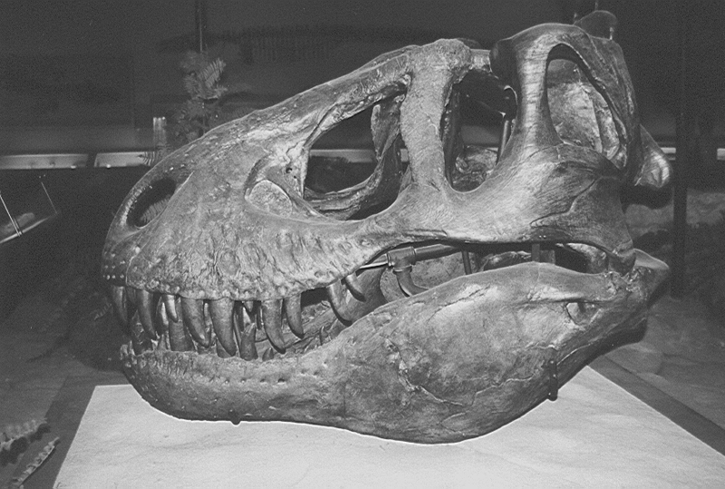 File:Trex skull.png