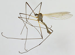 Tricyphona (Tricyphona) immaculata