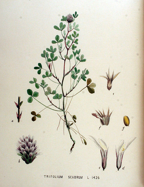 File:Trifolium scabrum — Flora Batava — Volume v18.jpg