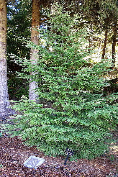 File:Tsuga heterophylla - Humboldt Botanical Garden - Eureka, California - DSC02577.JPG