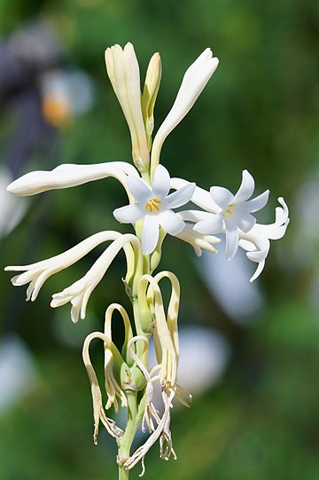 Agave amica