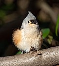 Thumbnail for File:Tufted titmouse fluffed up (46418)crop.jpg