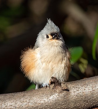 Tufted titmouse in Central Park