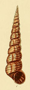 Turritella kornea (Sowerby).jpg