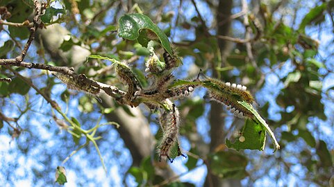 TussockLarvae.jpg