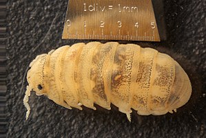 Tylos punctatus dorsal.jpg