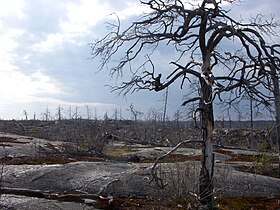 Parc national de Tyresta, 12 ans après l'incendie