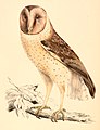 Tyto capensis capensis 1838.jpg