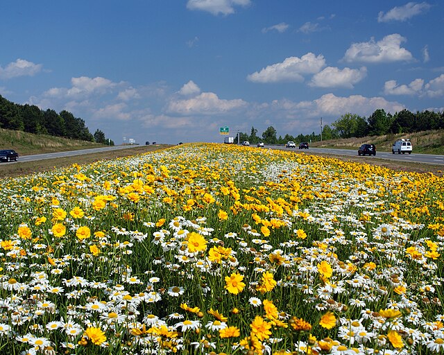 Oxeye daisies and Coreopsis lanceolata along the Clayton Bypass