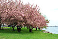 USA-Cherry Blossom0.jpg