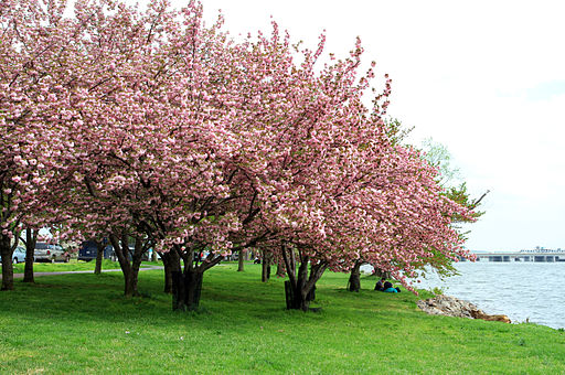 USA-Cherry Blossom0