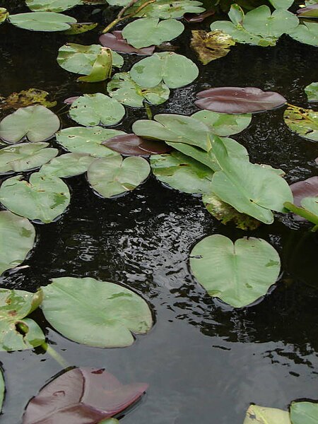 File:US Miami Everglades 0607 036 (17247820522).jpg