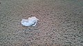 Used tissue paper on the ground.jpg
