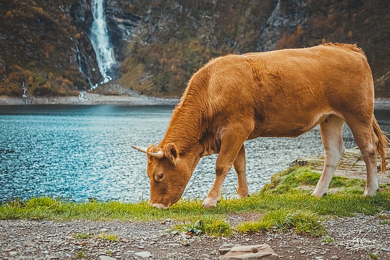 File:Vache au bord du Lac d'Ôo.jpg