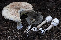 Valge ebašampinjon Leucoagaricus nympharum