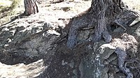 Vall de Sant Feliu, a la serra de Collserola, a Sant Feliu de Llobregat.