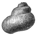 Valvata utahensis shell 4.jpg