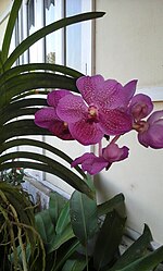 Миниатюра для Файл:Vanda orchid.jpg