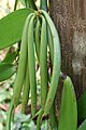 Vanilla planifolia cluster of green pods.JPG