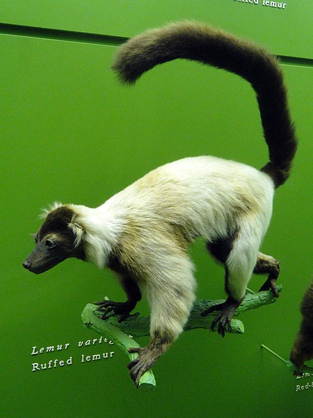 File:Varecia variegata (Lemur variegatus) - AMNH - DSC06348.JPG