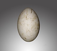 Gyps coprotheres (Cape Vulture), egg