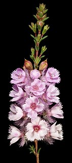 <i>Verticordia pennigera</i> Species of flowering plant