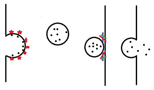 Here a vesicle forms as cargo, receptors and coat proteins gather. The vesicle then buds outwards and breaks free into the cytoplasm. The vesicle is moved towards its target location then docks and fuses. Vesicle Budding, Motility and Fusion.jpg