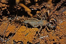 Ocet - Spider bič (Mastigoproctus baracoensis) (8576421119) .jpg