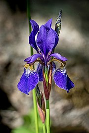 Violet iris in Tuntorp