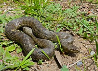 Viperine Snake (Natrix maura) (14198769323) .jpg