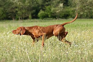 <span class="mw-page-title-main">Pointing dog</span> Hunting dog