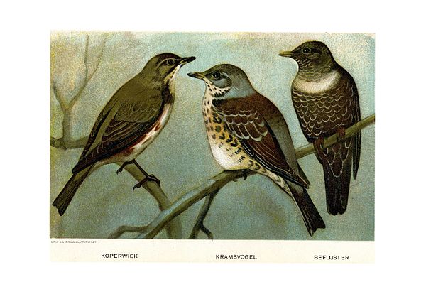 Redwing, Fieldfare, Ring ouzel