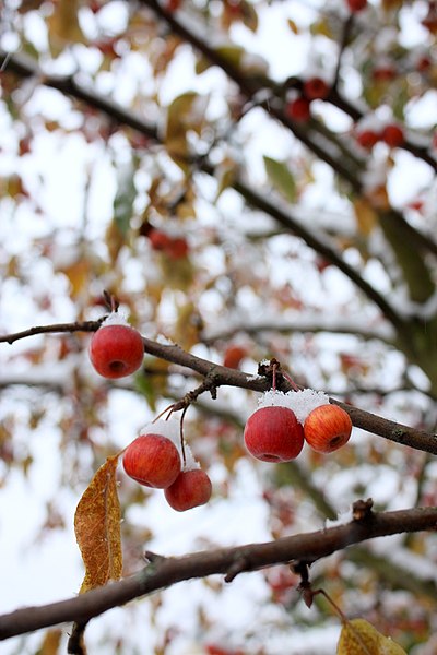 File:Walk during SNOMG (5203394322).jpg