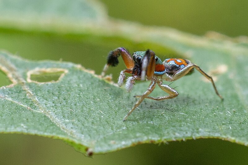 File:Walking behaviour of Siler semiglaucus at Chintamani Kar Bird Sanctuary.jpg