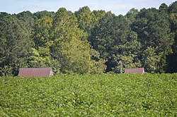 Walnut Valley farmstead with cotton field.jpg