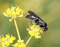 Auplopus carbonarius (Pompilidae)