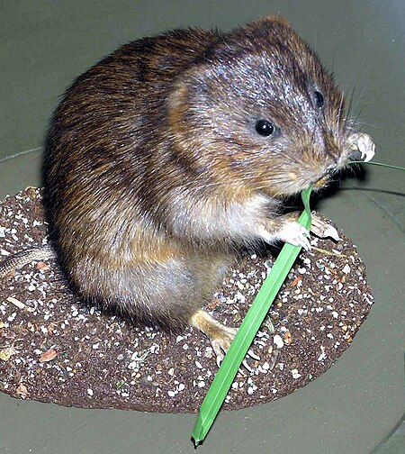 Tập_tin:Water.vole.arp.jpg