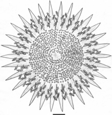 Weltrichia sol, the male reproductive organ counterpart to the type species of Williamsonia, W. gigas scale bar = 20mm/~0.8 in Weltrichia sol.png