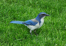 Note bright white plume breaking the breast band. Prominent markings in eye region are typical of male birds. WesternScrubJay2.jpg