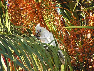 <span class="mw-page-title-main">Muir's corella</span> Subspecies of bird