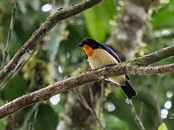 Wetmorethraupis sterrhopteron - Orange-throated Tanager (cropped).jpg