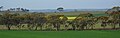 Wheatbelt panorama - JarrahTree.jpg