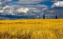 The green roof on top of the Canadian War Museum in Ottawa looks like a wheatfield, with the towers of Canada's Parliament visible in the distance Wheatfield in Ottawa.jpg