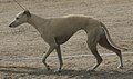 Whippet, fawn